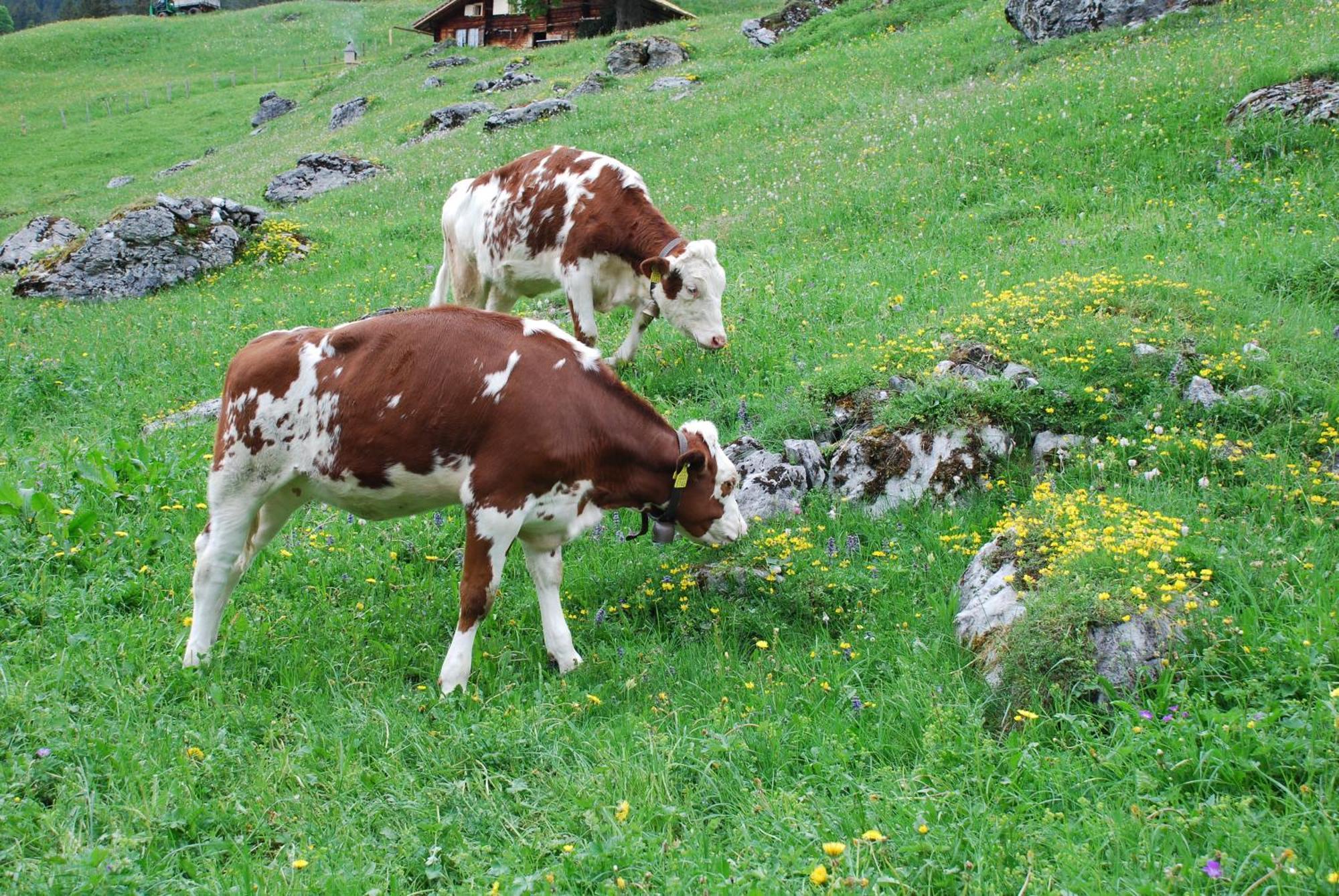 Hotel Bluemlisalp Grindelwald Exterior foto